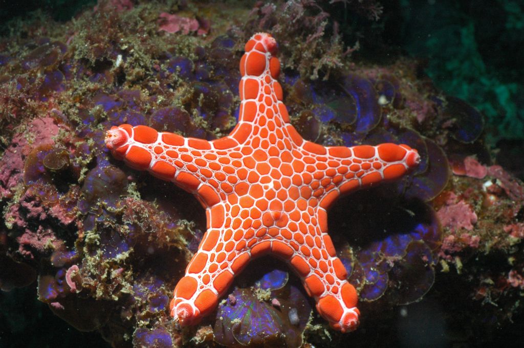 Biscuit star Pentagonaster dubeni on iridescent algae Distromium flabellatum